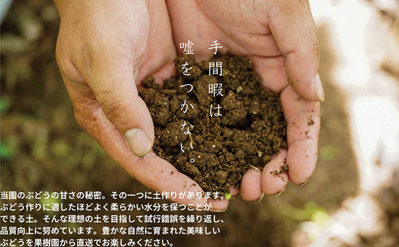 厳選 シャインマスカット 2房 合計1.1kg以上 産地直送 朝採れ ぶどう 葡萄 Kawahara Green Farm 岡山県産 2026年 先行予約