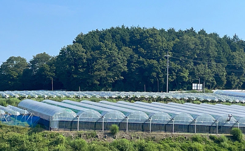 厳選 シャインマスカット 2房 合計1.1kg以上 産地直送 朝採れ ぶどう 葡萄 Kawahara Green Farm 岡山県産 2026年 先行予約