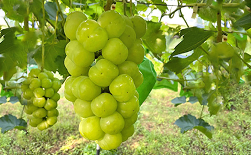 厳選 瀬戸ジャイアンツ 2房 合計1.1kg以上 産地直送 朝採れ ぶどう 葡萄 Kawahara Green Farm 岡山県産 2026年 先行予約