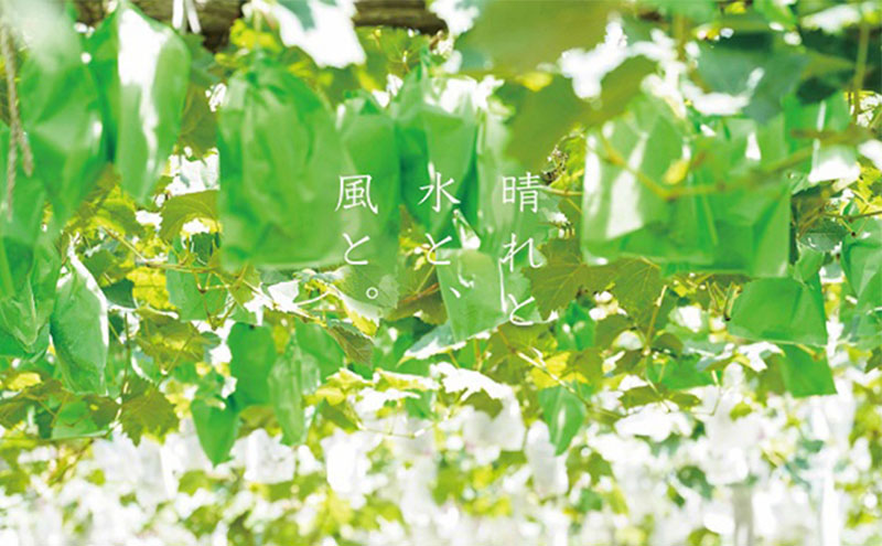 厳選 瀬戸ジャイアンツ 2房 合計1.1kg以上 産地直送 朝採れ ぶどう 葡萄 Kawahara Green Farm 岡山県産 2026年 先行予約