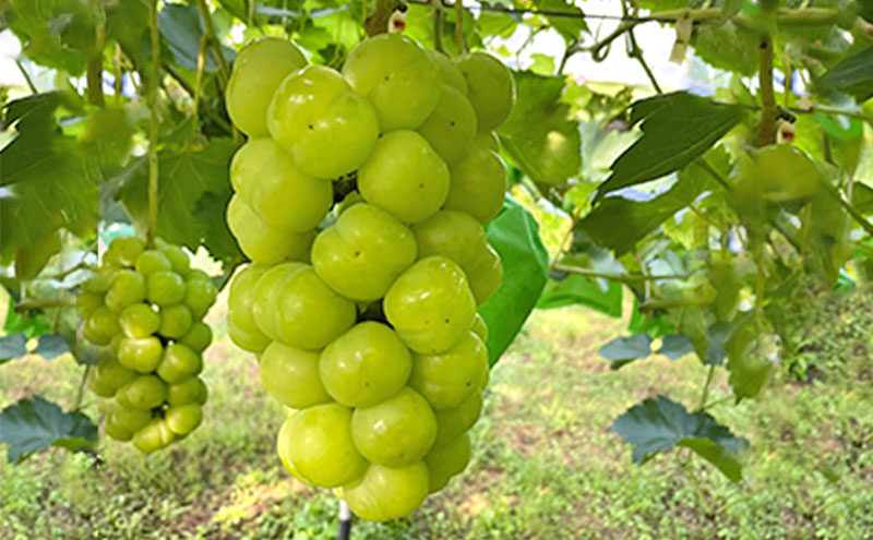 厳選 瀬戸ジャイアンツ 2～3房 合計1.6kg以上 産地直送 朝採れ ぶどう 葡萄 Kawahara Green Farm 岡山県産 2026年 先行予約