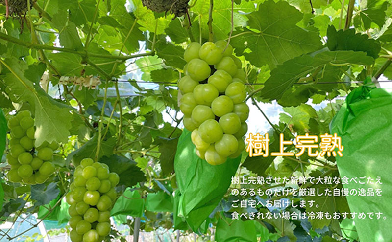 厳選 瀬戸ジャイアンツ 2～3房 合計1.6kg以上 産地直送 朝採れ ぶどう 葡萄 Kawahara Green Farm 岡山県産 2026年 先行予約
