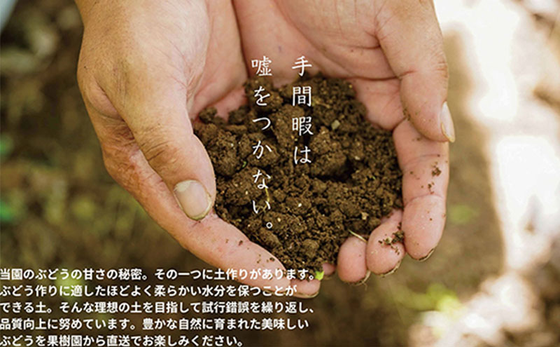 厳選 瀬戸ジャイアンツ 2～3房 合計1.6kg以上 産地直送 朝採れ ぶどう 葡萄 Kawahara Green Farm 岡山県産 2026年 先行予約