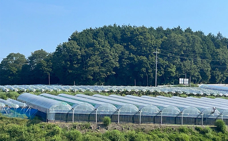 厳選 瀬戸ジャイアンツ 2～3房 合計1.6kg以上 産地直送 朝採れ ぶどう 葡萄 Kawahara Green Farm 岡山県産 2026年 先行予約