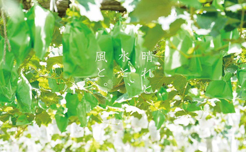 厳選 シャインマスカット・ニューピオーネ 2房 合計1.0kg以上 詰合せ 産地直送 朝採れ ぶどう 葡萄 Kawahara Green Farm 岡山県産 2026年 先行予約