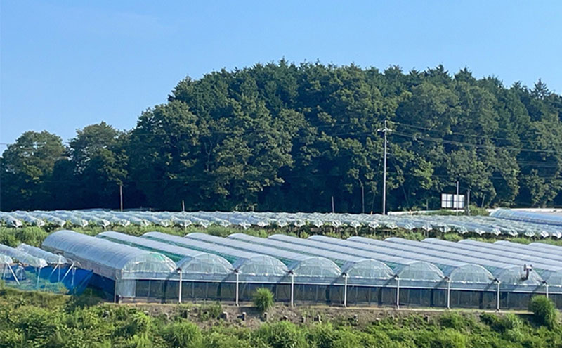 厳選 シャインマスカット・ニューピオーネ 2房 合計1.0kg以上 詰合せ 産地直送 朝採れ ぶどう 葡萄 Kawahara Green Farm 岡山県産 2026年 先行予約