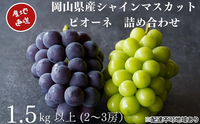 厳選 シャインマスカット・ニューピオーネ 2～3房 合計1.5kg以上 詰合せ 産地直送 朝採れ ぶどう 葡萄 Kawahara Green Farm 岡山県産 2026年 先行予約