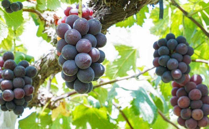 厳選 シャインマスカット・ニューピオーネ 2～3房 合計1.5kg以上 詰合せ 産地直送 朝採れ ぶどう 葡萄 Kawahara Green Farm 岡山県産 2026年 先行予約