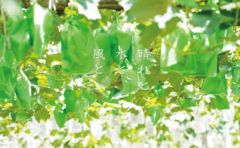 厳選 シャインマスカット・ニューピオーネ 2～3房 合計1.5kg以上 詰合せ 産地直送 朝採れ ぶどう 葡萄 Kawahara Green Farm 岡山県産 2026年 先行予約