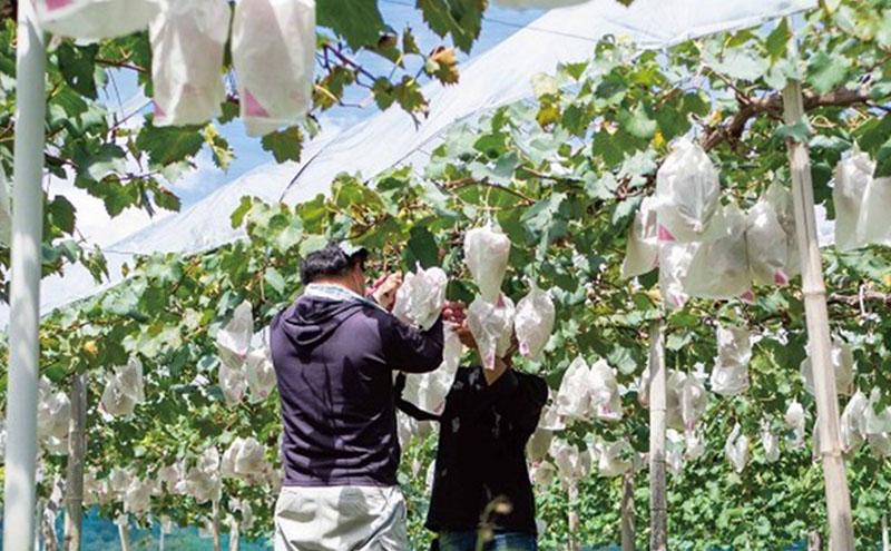 厳選 シャインマスカット・瀬戸ジャイアンツ 2房 合計1.1kg以上 詰合せ 産地直送 朝採れ ぶどう 葡萄 Kawahara Green Farm 岡山県産 2026年 先行予約