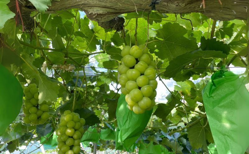 厳選 シャインマスカット・瀬戸ジャイアンツ 2～3房 合計1.7kg以上 詰合せ 産地直送 朝採れ ぶどう 葡萄 Kawahara Green Farm 岡山県産 2026年 先行予約