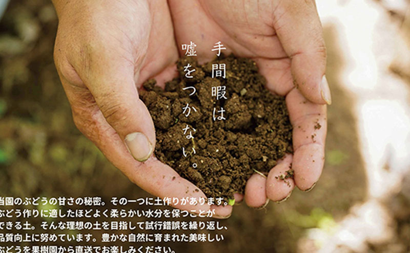 厳選 シャインマスカット・瀬戸ジャイアンツ 2～3房 合計1.7kg以上 詰合せ 産地直送 朝採れ ぶどう 葡萄 Kawahara Green Farm 岡山県産 2026年 先行予約