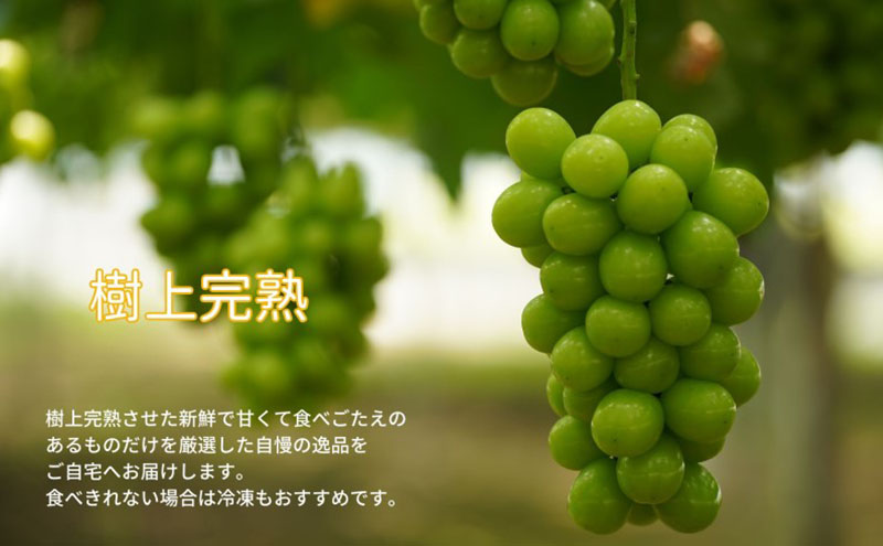 訳あり シャインマスカット 2房 合計1.1kg以上 産地直送 朝採れ ぶどう 葡萄 シャイン マスカット 岡山 Kawahara Green Farm 岡山県産 2026年 先行予約
