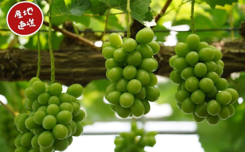 訳あり シャインマスカット 2～3房 合計1.6kg以上 産地直送 朝採れ ぶどう 葡萄 シャイン マスカット 岡山 Kawahara Green Farm 岡山県産 2026年 先行予約