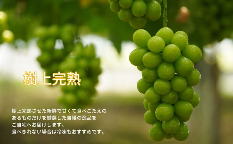 訳あり シャインマスカット 2～3房 合計1.6kg以上 産地直送 朝採れ ぶどう 葡萄 シャイン マスカット 岡山 Kawahara Green Farm 岡山県産 2026年 先行予約