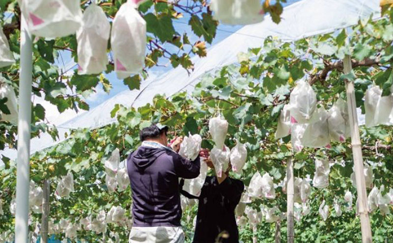訳あり 悟紅玉  旧ゴルビー 2房 合計800g以上 産地直送 朝採れ ぶどう 葡萄 岡山 Kawahara Green Farm 岡山県産 2026年 先行予約