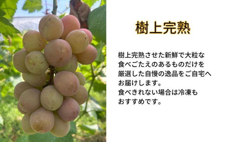 訳あり クイーンニーナ 2～3房 合計1.1kg以上 産地直送 朝採れ ぶどう 葡萄 岡山 Kawahara Green Farm 岡山県産 2026年 先行予約