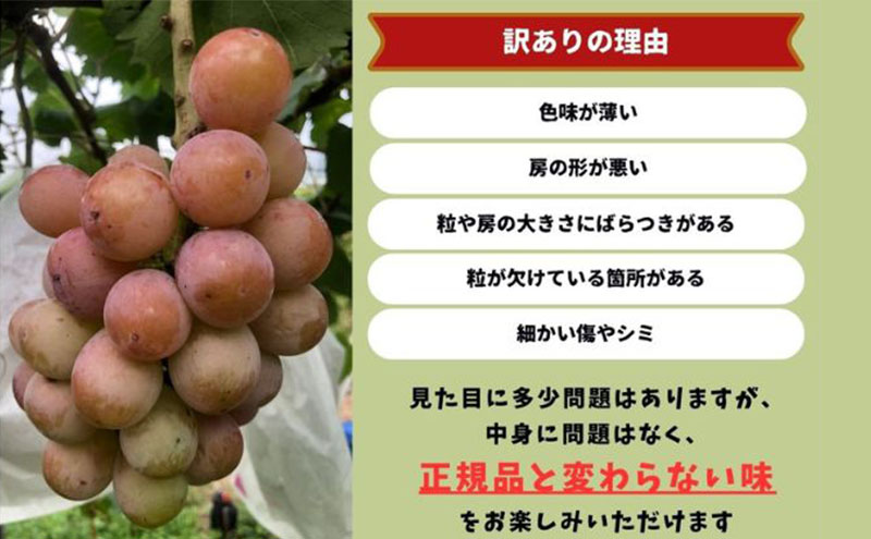 訳あり クイーンニーナ 2～3房 合計1.1kg以上 産地直送 朝採れ ぶどう 葡萄 岡山 Kawahara Green Farm 岡山県産 2026年 先行予約
