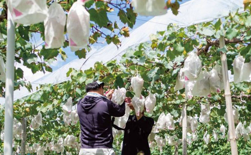 訳あり クイーンニーナ 2～3房 合計1.1kg以上 産地直送 朝採れ ぶどう 葡萄 岡山 Kawahara Green Farm 岡山県産 2026年 先行予約