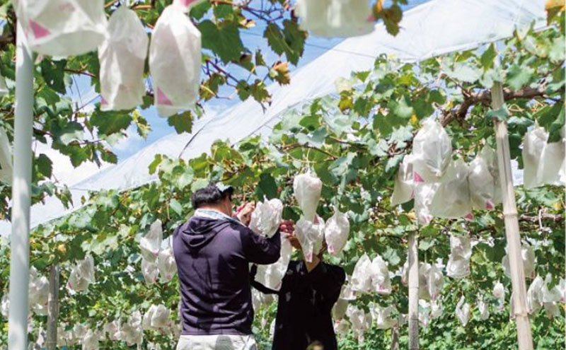 訳あり 瀬戸ジャイアンツ 2房 合計1.0kg以上 産地直送 朝採れ ぶどう 葡萄 岡山 Kawahara Green Farm 岡山県産 2026年 先行予約