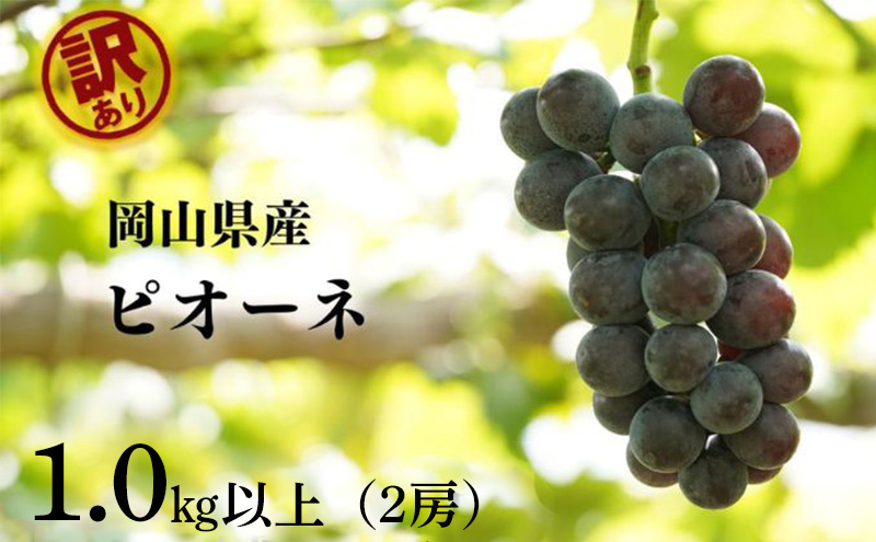 訳あり ニューピオーネ 2房 合計1.0kg以上 産地直送 朝採れ ぶどう 葡萄 岡山 Kawahara Green Farm 岡山県産 2026年 先行予約