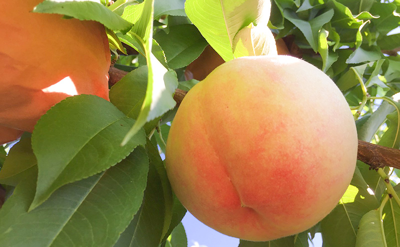 桃 【訳あり 2級品】 2026年 先行予約 岡山の桃 7月の桃 2～3品種 詰め合わせ セット 5～7玉入り 約1.5kg  MIKI’S ORCHARD  もも モモ 果物 岡山 家庭用