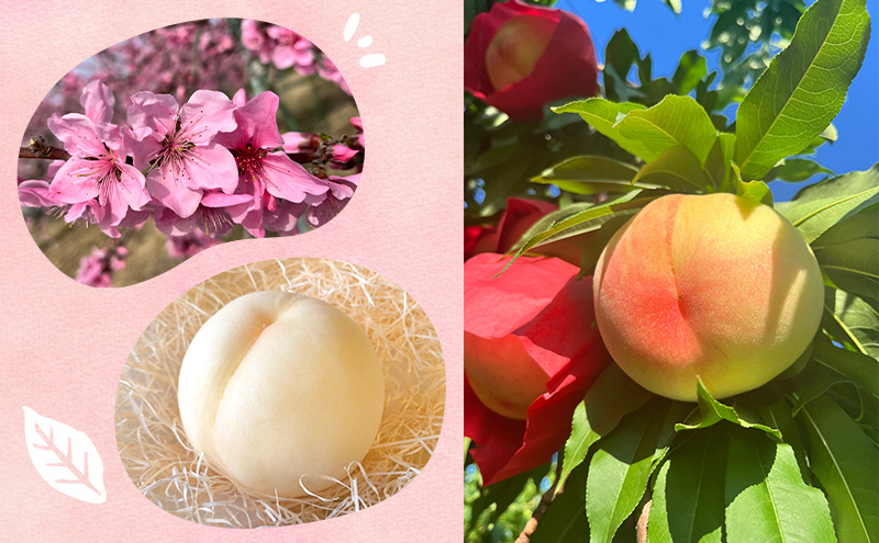 桃 【訳あり 2級品】 2026年 先行予約 岡山の桃 8月の桃 2～3品種 詰め合わせ セット 5～7玉入り 約1.5kg  MIKI’S ORCHARD  もも モモ 果物 岡山 家庭用