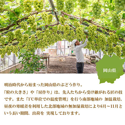 【2025年8月下旬より発送】ご家庭用 岡山県産 シャインマスカット 晴王 500g×2房 ぶどう 葡萄 ブドウ フルーツ 果物