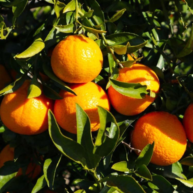 【濃厚】有田の不知火約4.5kgご家庭用向け（サイズ混合） ※2026年2月中旬～3月下旬頃に順次発送予定