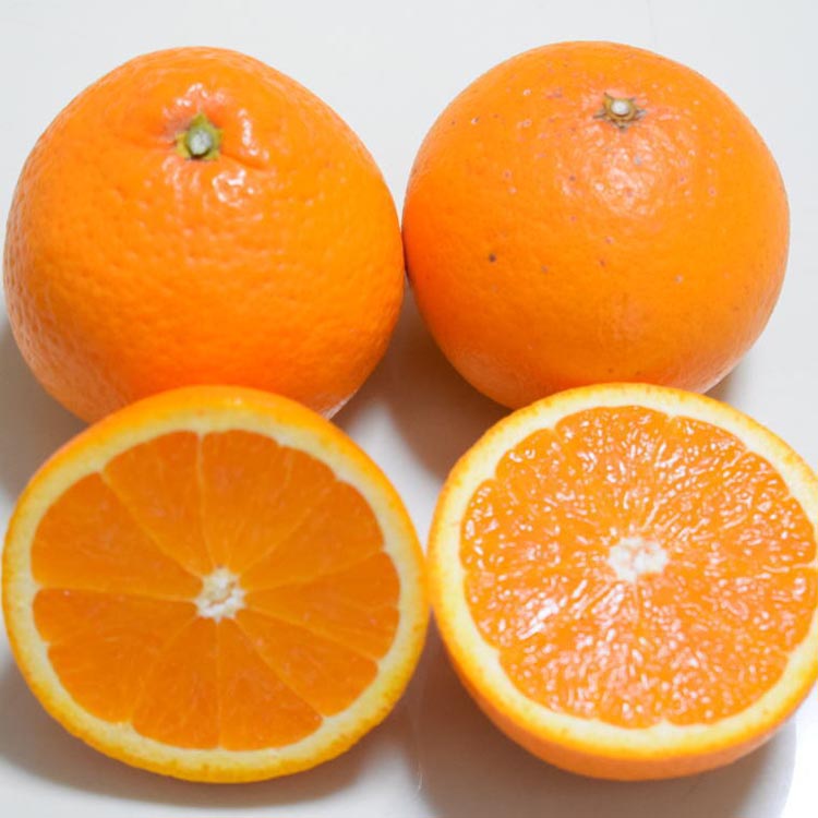 【濃厚】有田産清見オレンジ約5kg（サイズおまかせまたは混合）ご家庭用 ※2026年2月中旬～3月下旬頃に順次発送予定