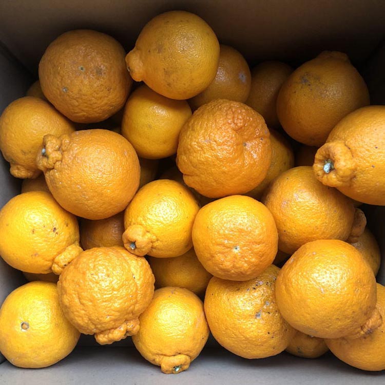 【濃厚】有田の不知火約4.5kgご家庭用向け（サイズ混合） ※2026年2月中旬～3月下旬頃に順次発送予定