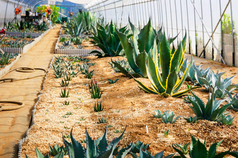 パリー・トランカータ （KCP-4）