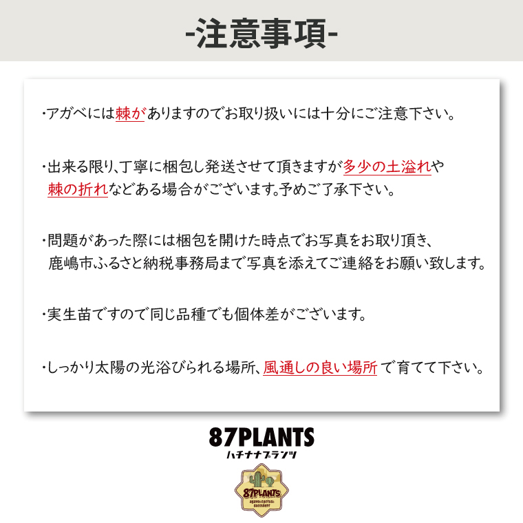 鹿嶋市産アガベ！　ジェミニフローラ　５号鉢【アガベ ジェミニフローラ多肉植物 鉢 数量限定 ツインフラワード 茨城県 鹿嶋市 20000円以内】（KCP-10）