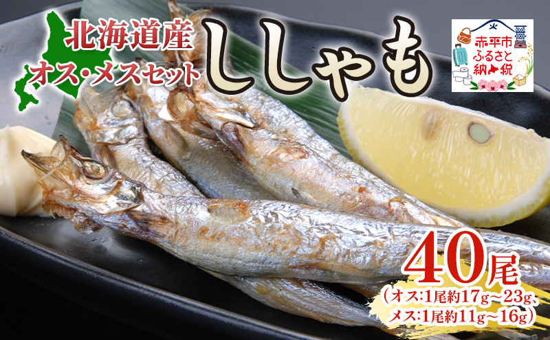 北海道産ししゃもオスメス40尾セット 北海道 稀少 魚 シシャモ メス オス セット おつまみ 魚貝類 干物 本物 人気 希少 塩 味付け 脂のり 旨み 美味しい 大きい