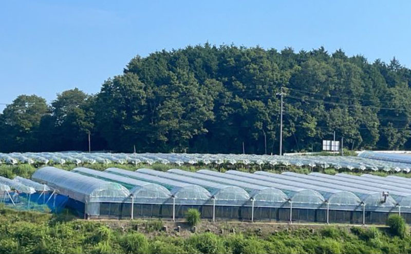 訳あり クイーンニーナ 2～3房 合計1.1kg以上 産地直送 朝採れ ぶどう 葡萄 岡山 Kawahara Green Farm 岡山県産 2026年 先行予約