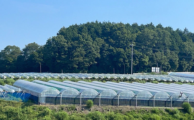 厳選 シャインマスカット・瀬戸ジャイアンツ 2～3房 合計1.7kg以上 詰合せ 産地直送 朝採れ ぶどう 葡萄 Kawahara Green Farm 岡山県産 2026年 先行予約