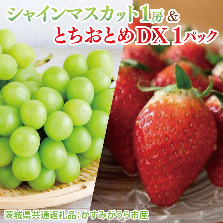 【先行予約】【2025年12月より順次発送】シャインマスカット1房ととちおとめDX1パック（茨城県共通返礼品：かすみがうら市産）｜マスカット とちおとめ イチゴ 苺 フルーツ 果物 くだもの セット 数量限定 茨城県 大子町（CD135）