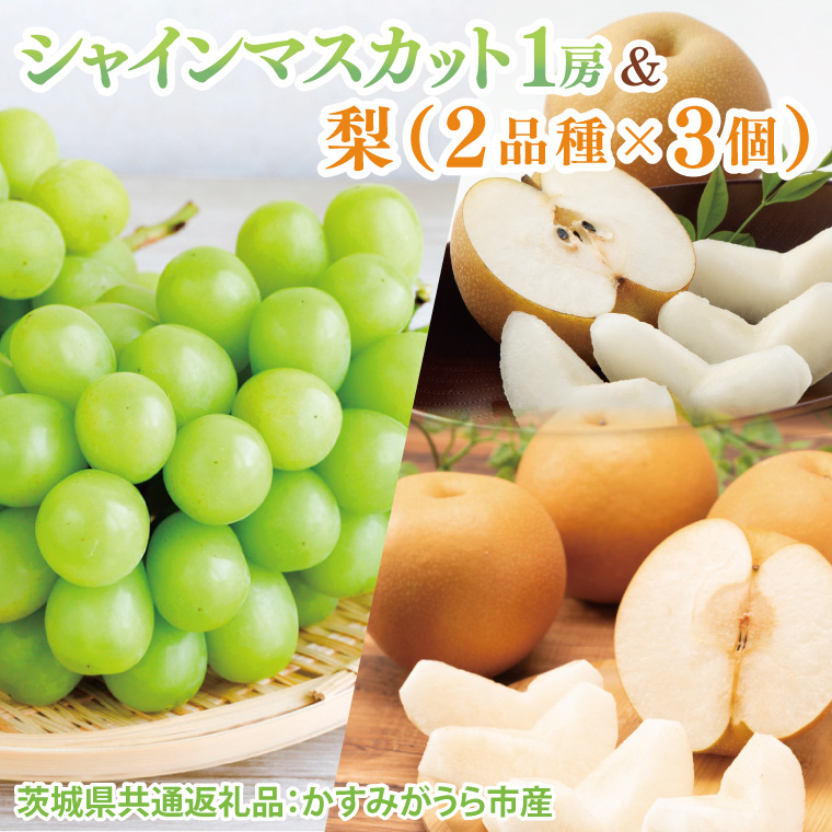 y錧qzys\zy2025N8菇zVC}XJbg1[Ɨi2i×3ji錧ʕԗiF݂sYjb}XJbg Ȃ t[c ʕ  Zbg ʌ 錧 qiCD136j