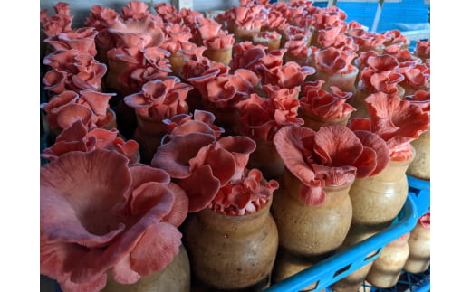 長野県千曲市のふるさと納税 旬のきのこ6種+きのこご飯の素セット 有機栽培 炊き込みご飯の素 きのこご飯 信州 長野県産 千曲市