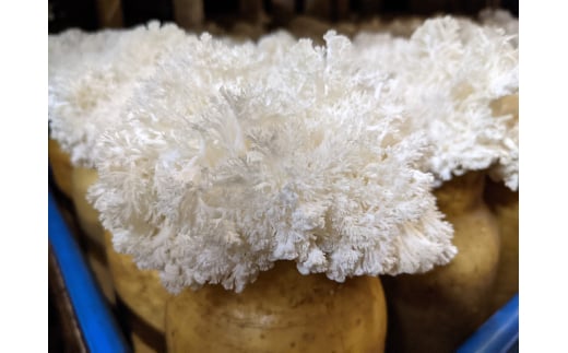 長野県千曲市のふるさと納税 旬のきのこ6種+きのこご飯の素セット 有機栽培 炊き込みご飯の素 きのこご飯 信州 長野県産 千曲市