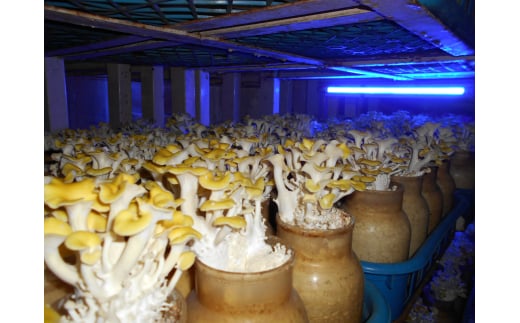 長野県千曲市のふるさと納税 旬のきのこ6種+きのこご飯の素セット 有機栽培 炊き込みご飯の素 きのこご飯 信州 長野県産 千曲市