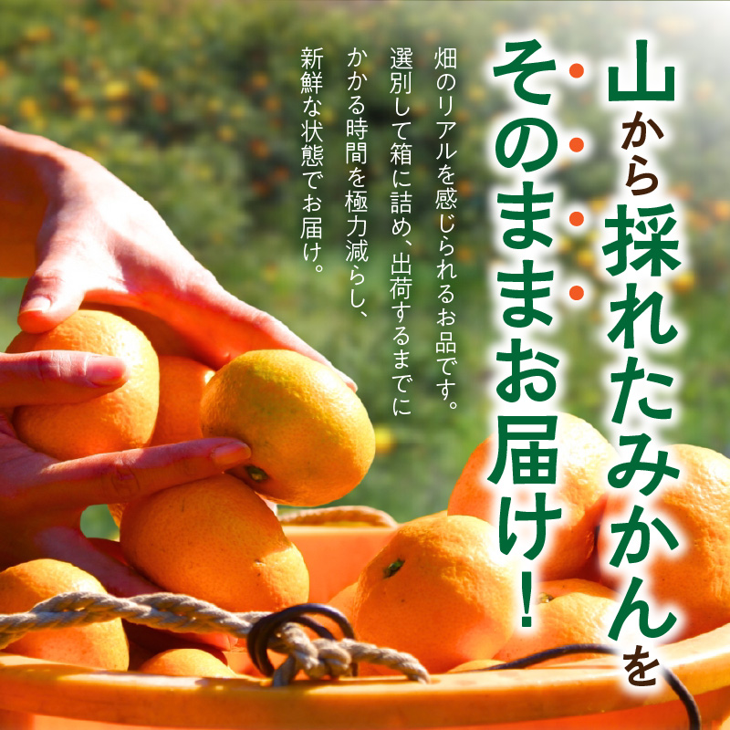 MK1037_みかん 山から直送 箱込 2.5kg ( 内容量 2.3kg ) 鮮度優先ごろごろ規格 和歌山県産 産地直送 【みかんの会】