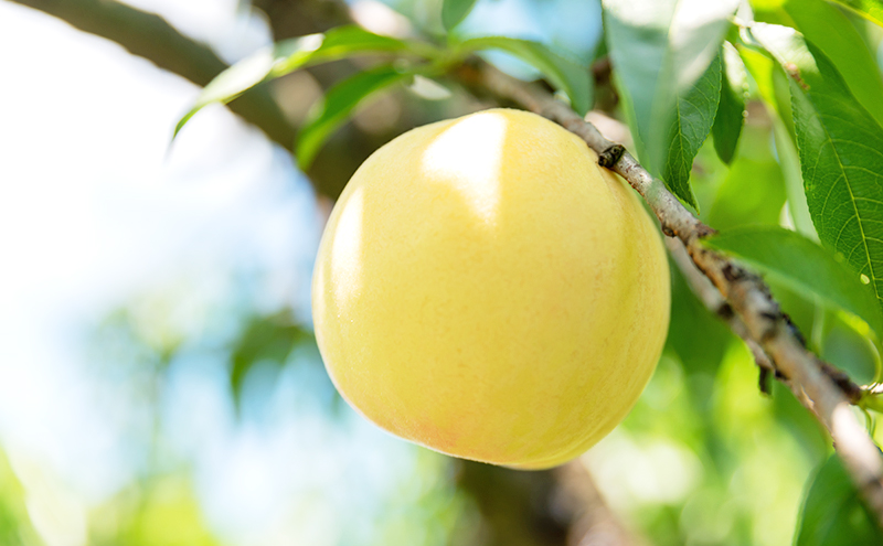 桃 2026年 数量限定 白桃 白鳳 約1.6kg 6～8玉 ご家庭用 フルーツ 果物 岡山 赤磐市産