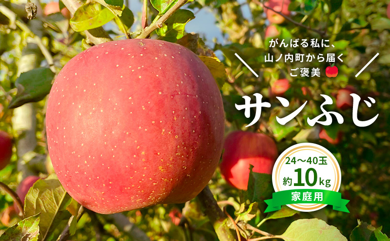 【長野県山ノ内町】今日を癒すひと玉 私のサンふじ サンふじ 家庭用 10kg りんご 果物