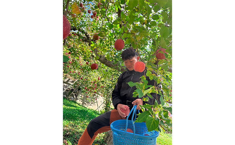 今日を癒すひと玉 私のサンふじ　サンふじ　家庭用　10kg りんご 果物