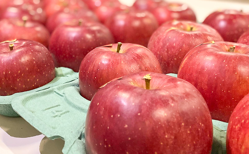 贈りたい味、笑顔届ける　 山ノ内育ちのりんご　サンふじ　贈答用　特秀5kg りんご 果物