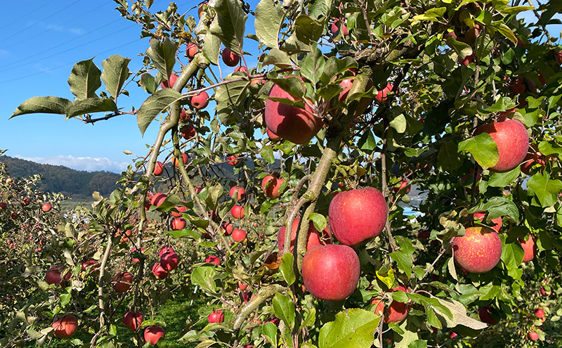 贈りたい味、笑顔届ける　 山ノ内育ちのりんご　サンふじ　贈答用　特秀10kg りんご 果物