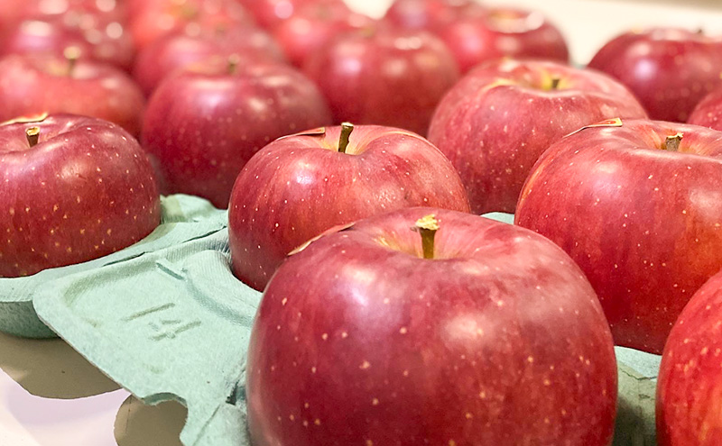 贈りたい味、笑顔届ける　 山ノ内育ちのりんご　サンふじ　贈答用　特秀10kg りんご 果物