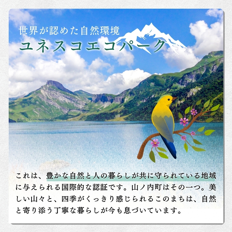 志賀高原の麓で育った きのこセット  きのこ 詰め合わせ セット えのき ぶなしめじ しいたけ 長野