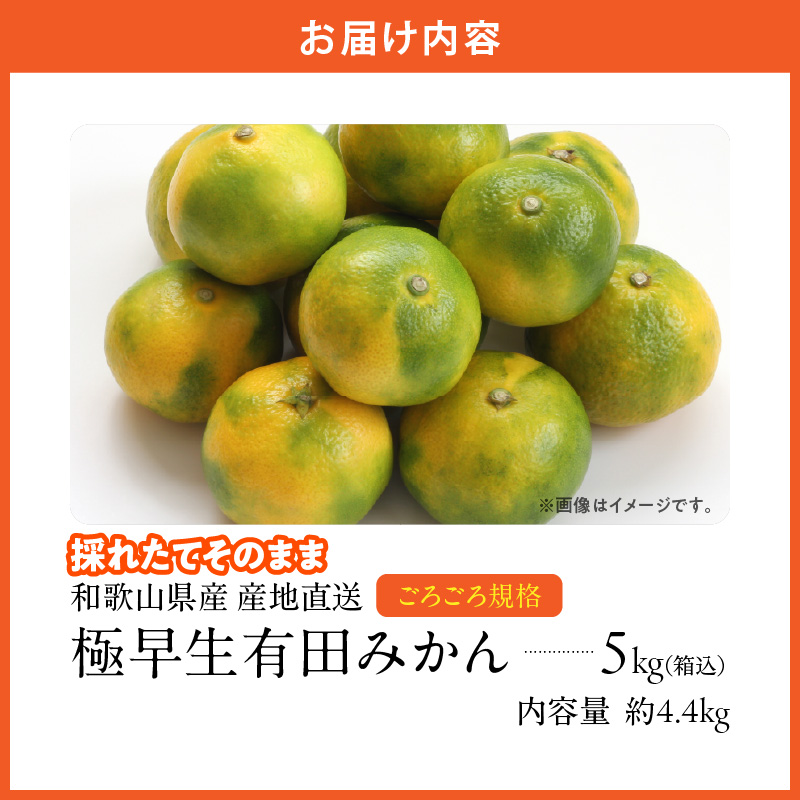MK1080_【2026年先行予約】みかん 極早生 山から直送 箱込 5kg ( 内容量 4.4kg ) 採れたてそのままごろごろ規格 有田みかん 和歌山県産